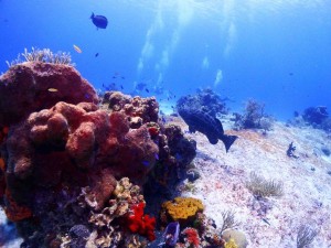 Paradise-Reef-Cozumel-divers