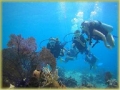 Scuba