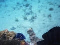 Juvenile Damsel goodA
