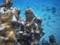 Juvenile DamselA