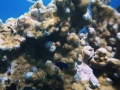Juvenile DamselB
