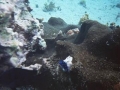 Juvenile DamselC