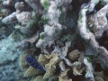 Juvenile DamselD