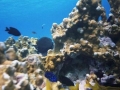 Juvenile DamselE