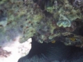 Urchin