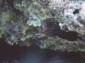 Urchins