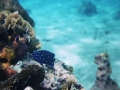 juvenile damsel 0