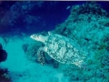 seaturtlecoz